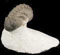 Detailed Morocops Trilobite On Limestone Pedastal #47377-1